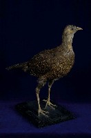 藍腹鷴藏品圖，第5張